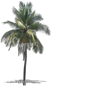 cut out palm tree with big leaves