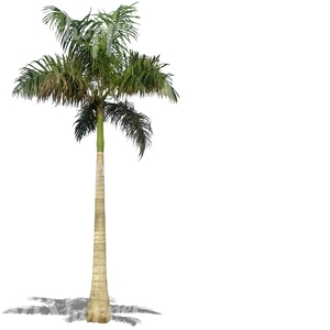 cut out tall palm tree