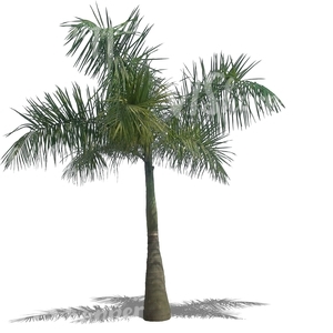 cut out medium heigh palm tree