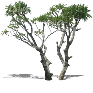 two cut out tropical trees