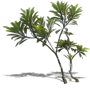 cut out thin tropical tree