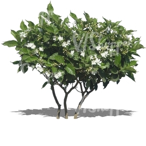 cut out tropical bush with white blossoms