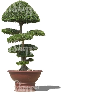 cut out artistic small tree in a pot