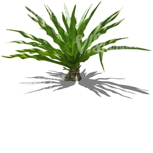 cut out small tropical plant