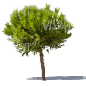 cut out bright green pine tree