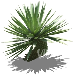 cut out tropical small plant