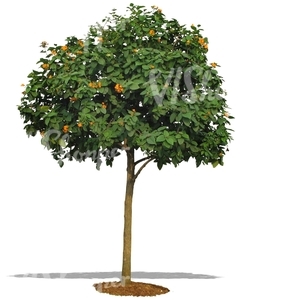 cut out blooming orange tree