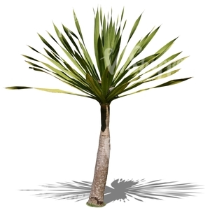 cut out small palm tree