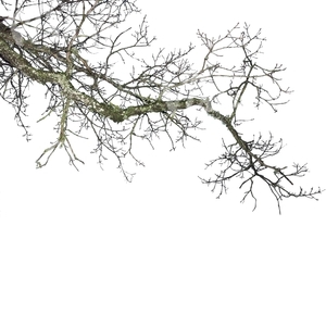cut out leafless branch