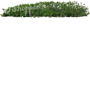 cut out small hedge