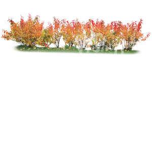 cut out row of bushes in autumn