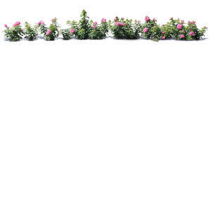 cut out row of pink blooming roses