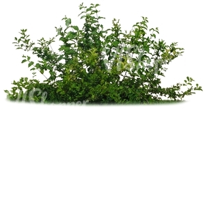 cut out small bush