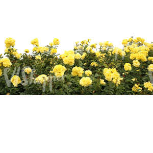 cut out yellow rose bush for foreground