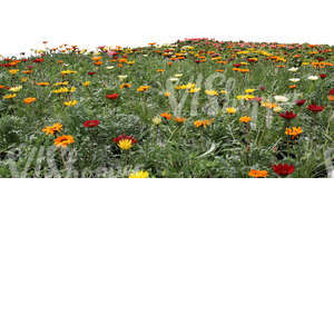 cut out field of flowers for foreground