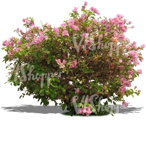 cut out bush with pink blossoms