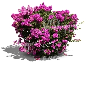 cut out bush with big violet blossoms