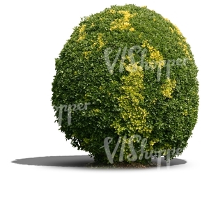 cut out round bush