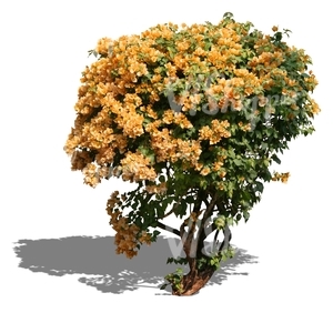 cut out bush with yellow blossoms