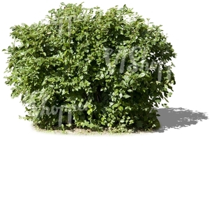 cut out small bush