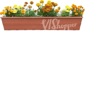 yellow flowers in a balcony basket