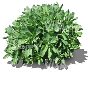 cut out round small plant