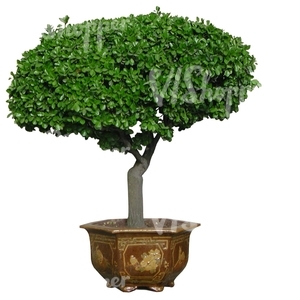 small tree in a metallic pot