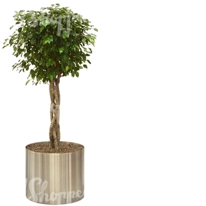 small tree in a metallic pot
