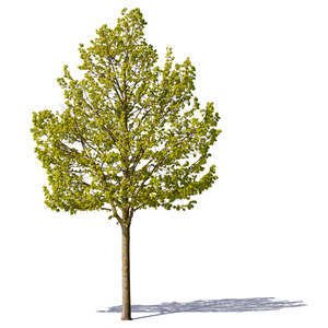 cut out small trees with spring leaves