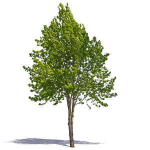 cut out medium size tree