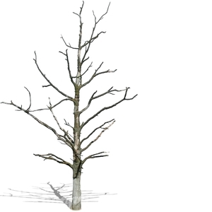 cut out small leafless tree