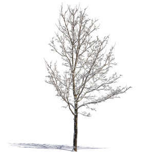 cut out medium tree covered with snow