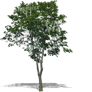 cut out medium deciduous tree