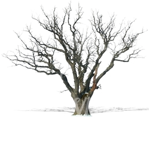 cut out leafless oak