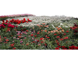 cut out foregroud flowerbed