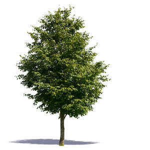 cut out thick medium size tree