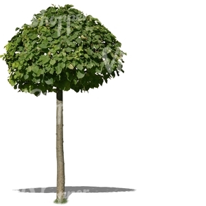 small tree with a round crown