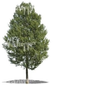 cut out tall linden tree