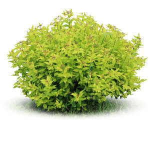 cut out light green bush