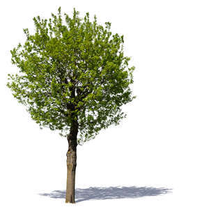 cut out medium size tree with a round crown