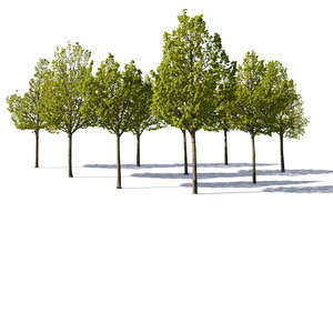 cut out group of medium size linden trees