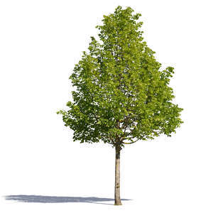 cut out medium tree