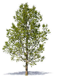 cut out medium size tree with young leaves