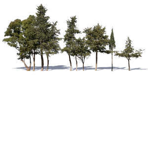 cut out group of evergreen trees