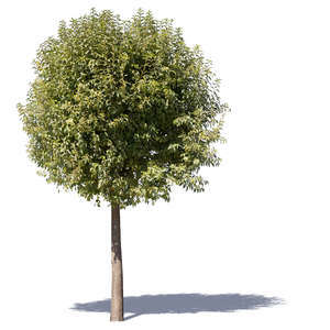 cut out deciduous tree with a round crown