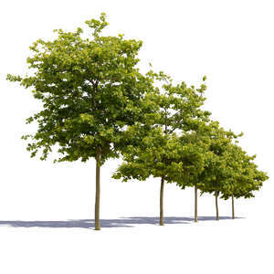 cut out row of small maple trees