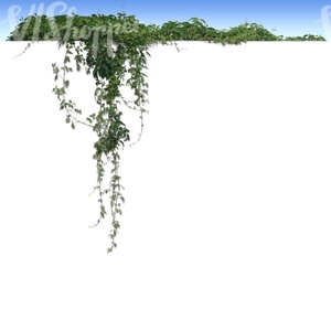 cut out hanging vine