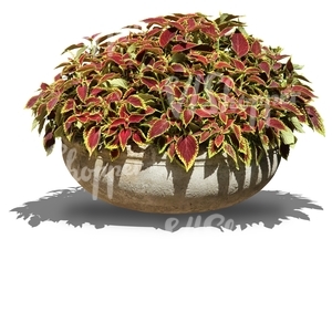 decorative plant inside a pot