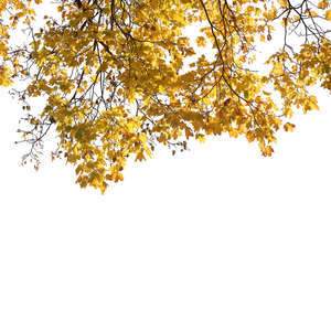 cut out maple branch with yellow leaves