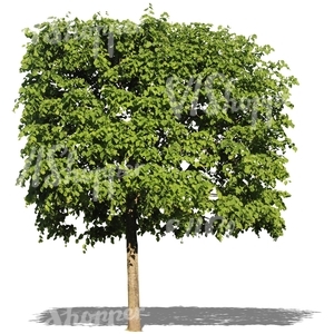 cut out tree with a square crown